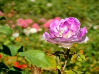 Rose im Mateusbarockgarten