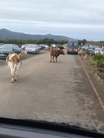 Tag 3 Blick auf freilebende Kühe am Wanderparkplatz Fanal 
