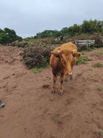 Tag 3 Blick auf freilebende Kuh auf der Hochebene Fanal 