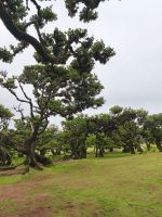 Tag 3 Blick auf alte Lorbeerbäume auf der Hochebene Fanal 
