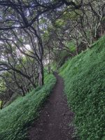 Tag 5 Blick auf die dichte Vegetation entlang des Küstenwanderweg Larano 