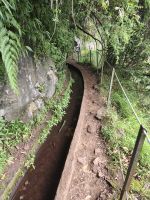 Tag 7 Blick auf den dichten Bewuchs entlang der Levada do Rei 
