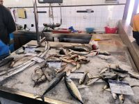 Olhao. Magerer Fang heute