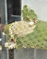 103 Frucht des Philodendron