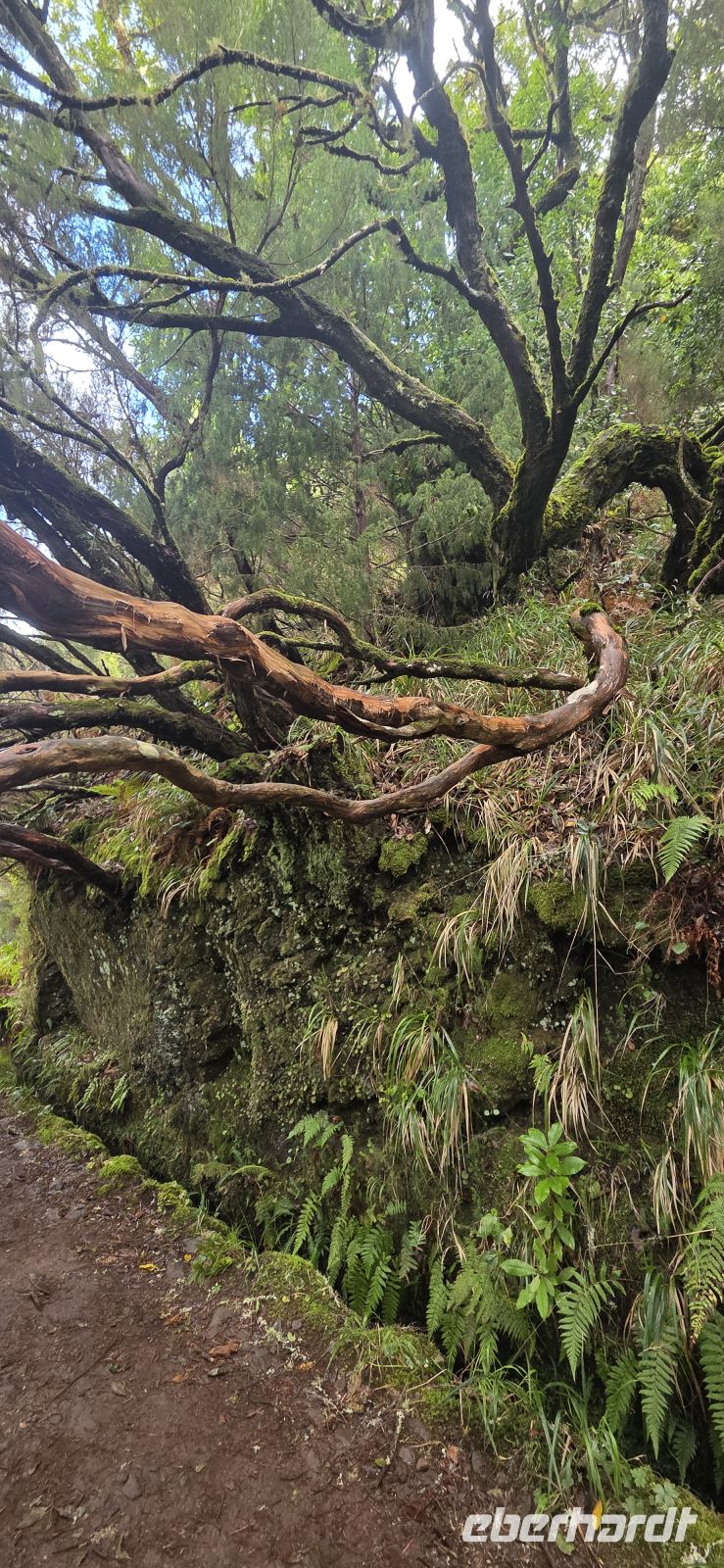 Madeira - Tal von Rabaçal