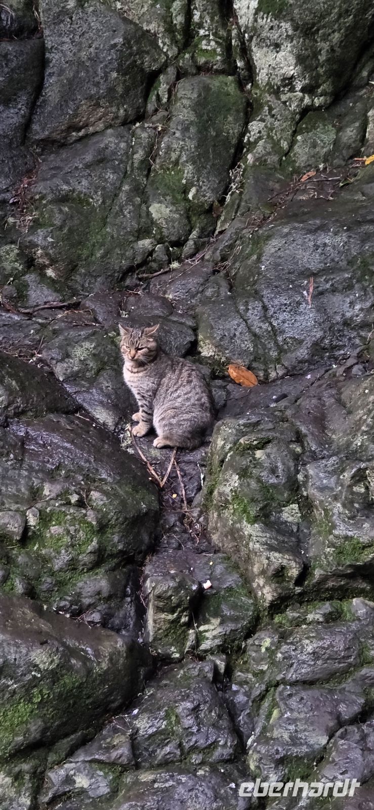 Madeira - Katze an den 25 Quellen 