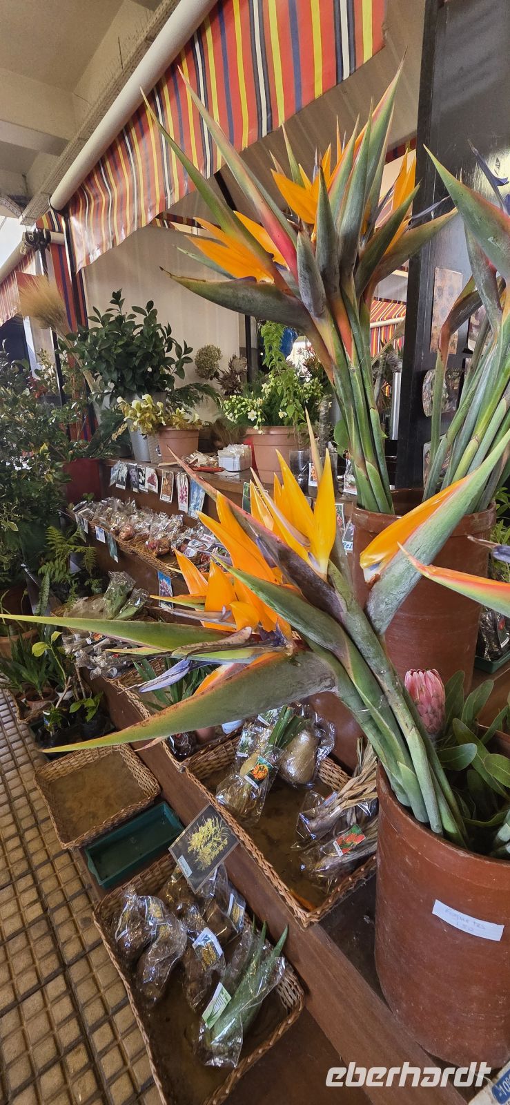 Madeira - Markthalle in Funchal Paradiesvogelblume
