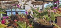 152 Boa Vista Orchideengarten