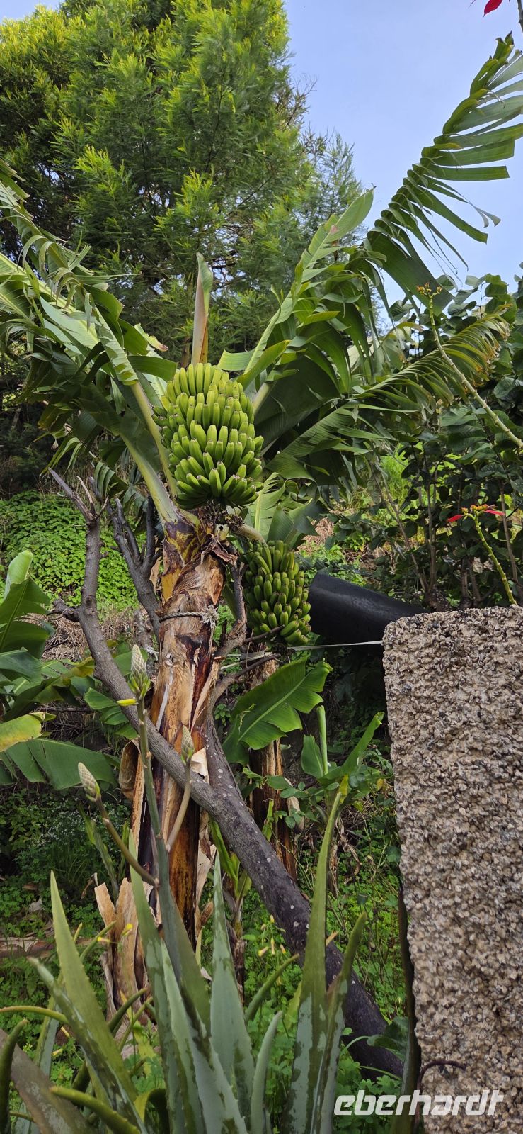 Madeira - Machico - Levada do Caniçal