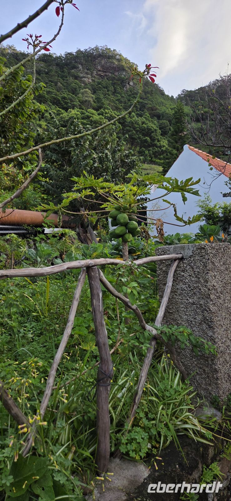 Madeira - Machico - Levada do Caniçal