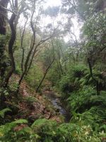 Der Spaziergang entlang der Levada ist leicht und idyllisch, Balções