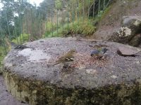 Aussichtspunkt Balções ist auch ein Vogelparadies