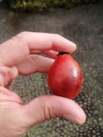Tamarillo, auch Baumtomate oder Tomaten-Maracuja genannt