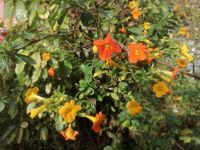 Führung durch die herrliche Gartenanlage der Quinta Splendida