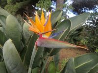 Führung durch die herrliche Gartenanlage der Quinta Splendida, Strelitzie - auch Paradiesvogelblume