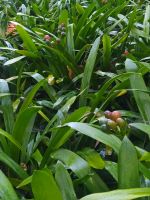 Besuch des prachtvollen Botanischen Gartens von Funchal