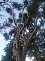 Besuch des prachtvollen Botanischen Gartens von Funchal