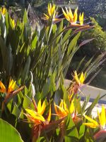 Besuch des prachtvollen Botanischen Gartens von Funchal