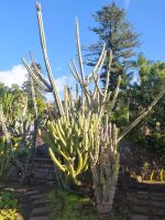 Besuch des prachtvollen Botanischen Gartens von Funchal
