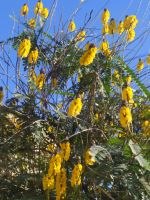 Besuch des prachtvollen Botanischen Gartens von Funchal