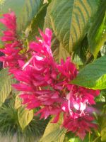 Besuch des prachtvollen Botanischen Gartens von Funchal