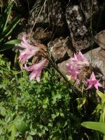 Wanderung entlang der Levada von Marocos