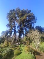 Besuch der Quinta do Palheiro (Garten der Familie Blandy)