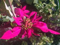 Besuch der Quinta do Palheiro (Garten der Familie Blandy)