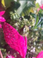 Besuch der Quinta do Palheiro (Garten der Familie Blandy)