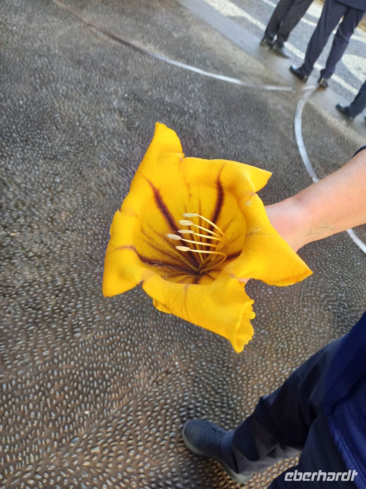 Blüte der Goldkelch-Liane .jpg