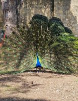 Lissabon, Pfau im Castel &ndash; &copy; Ria Heilmann (Eberhardt TRAVEL)
