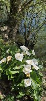 Calla Lilien am Douro Ufer &ndash; &copy; Ria Heilmann (Eberhardt TRAVEL)