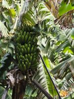 Tag 3 Blick auf eine Bananenstaude in einer Plantage bei Ponta do sol  &ndash; &copy; Robert Kramer (Eberhardt TRAVEL)