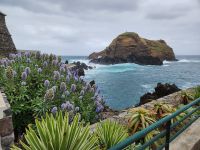 Tag 3 Blick auf Natterkopf Gewächs an der Küste Porto Moniz  &ndash; &copy; Robert Kramer (Eberhardt TRAVEL)