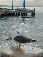 Möwen als Models in Cascais - Portugal  &ndash; &copy; Marieta Beck (Eberhardt TRAVEL)