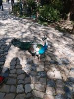 Die Pfaue im Gelände der Burg Castelo Säo Jorge - Lissabon - Portugal  &ndash; &copy; Marieta Beck (Eberhardt TRAVEL)