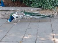 Die Pfaue im Gelände der Burg Castelo Säo Jorge - Lissabon - Portugal  &ndash; &copy; Marieta Beck (Eberhardt TRAVEL)