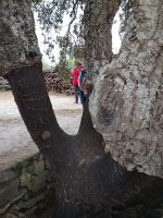 Korkeiche - Besuch einer Korkeichen Manufaktur &ndash; &copy; Marieta Beck (Eberhardt TRAVEL)