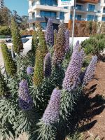 und üppige Pflanzen - Algarve Küste - Portugal &ndash; &copy; Marieta Beck (Eberhardt TRAVEL)