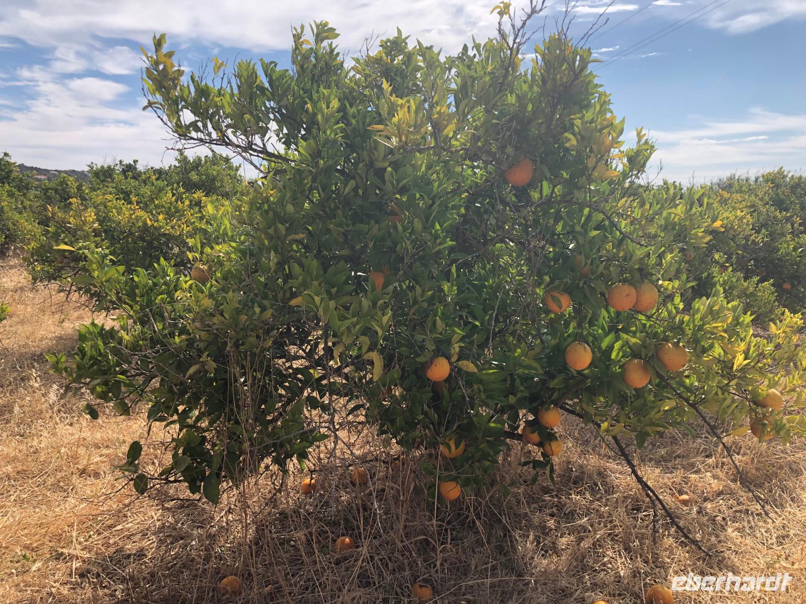 25jähriger Orangenbaum