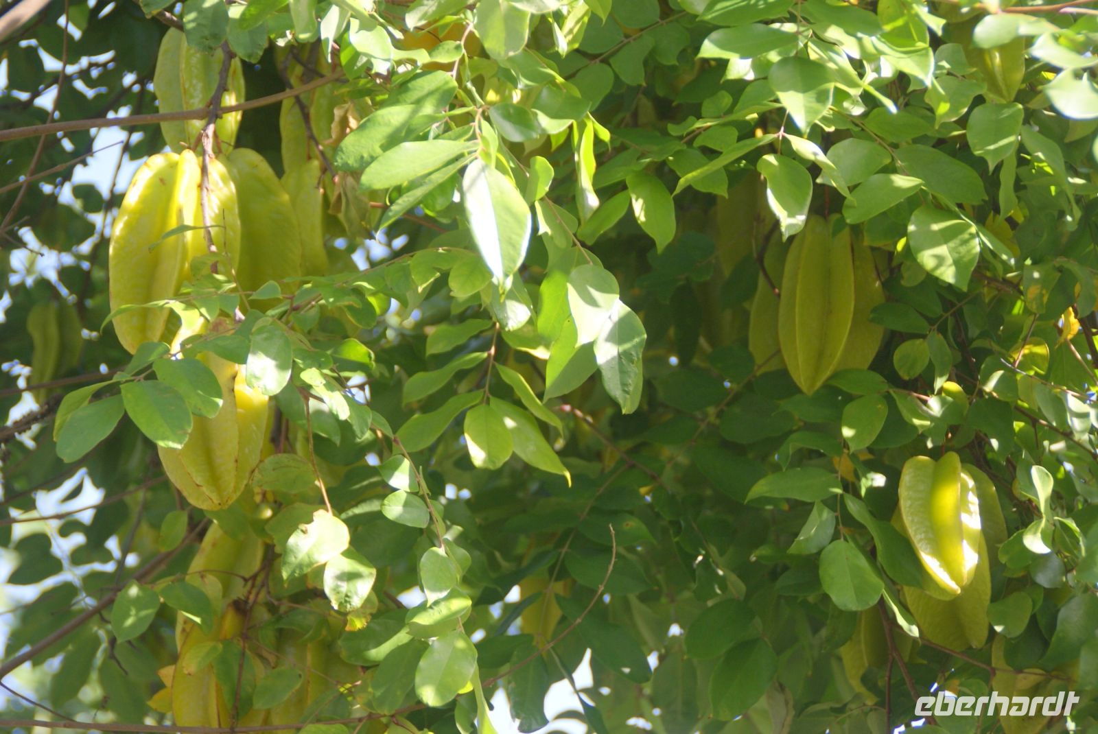 27 Karambola
