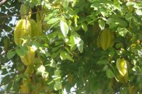 27 Karambola