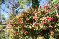 29 Botanischer Garten Madeira