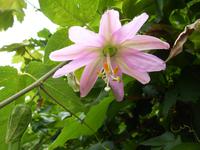 Die Blumeninsel macht ihrem Namen alle Ehre