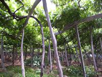 Auf einer Weinplantage