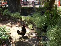 Bei der Kräuterhexe Esmeralda