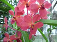 Besuch des Orchideengartens