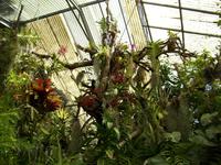 Besuch des Orchideengartens