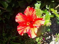 Hibiskusblüte in S. Vicent