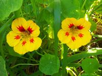 Blumenbracht im Paradiestal